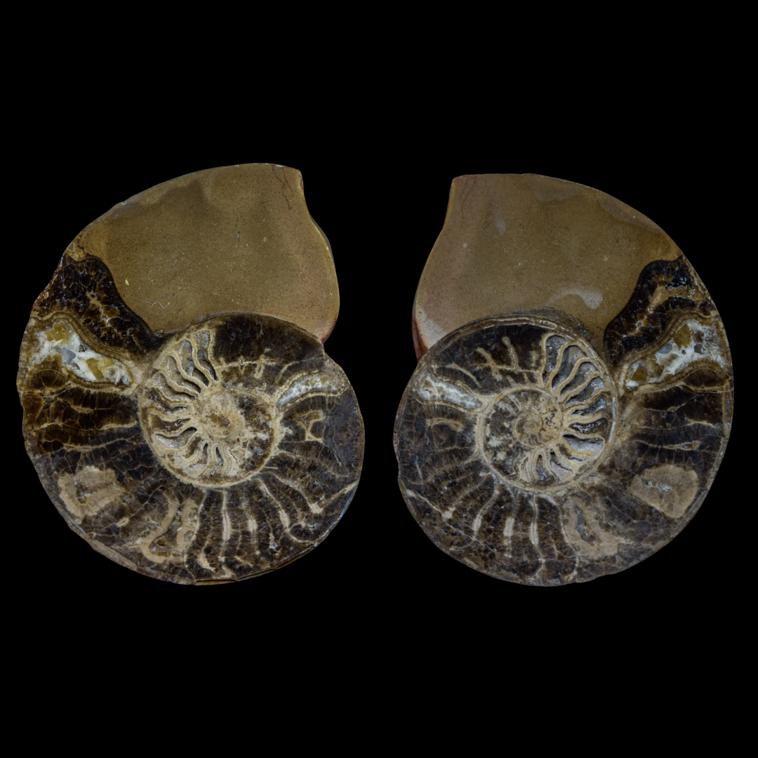 Ammonite Pulido 03