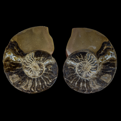 Ammonite Pulido 03