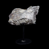 Fragmento de hueso (extremidad) de Camarasaurus