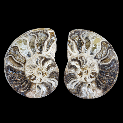 Ammonite Pulido 08