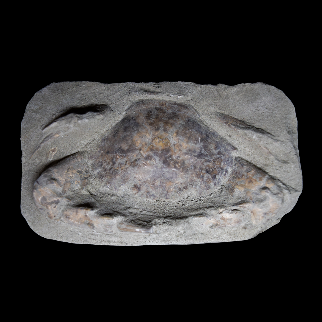 Cangrejo Charybdis