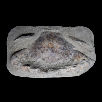 Cangrejo Charybdis