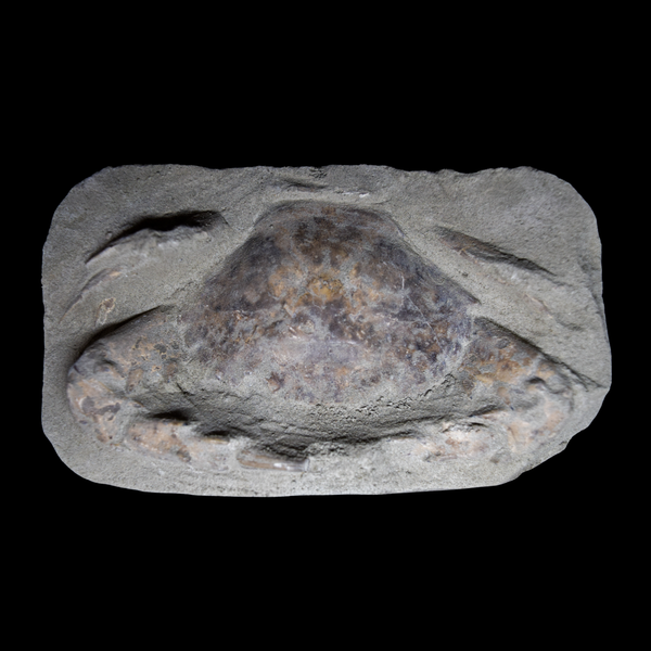 Cangrejo Charybdis