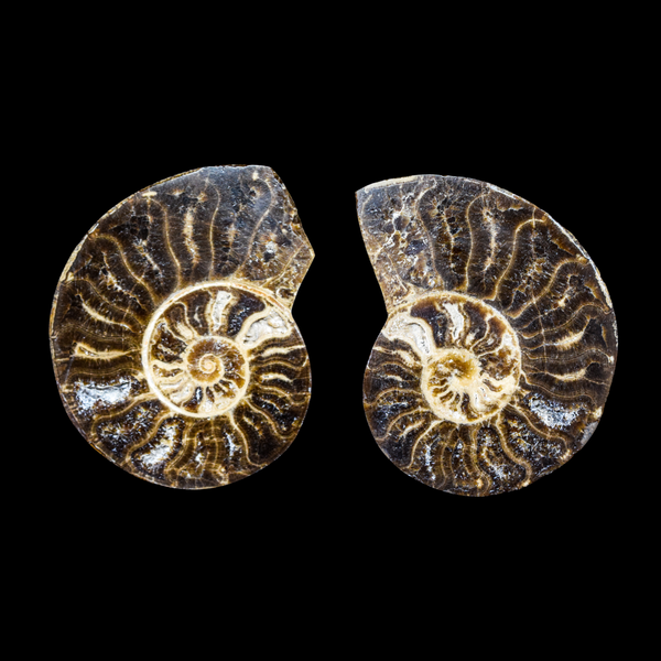 Ammonite Pulido 26