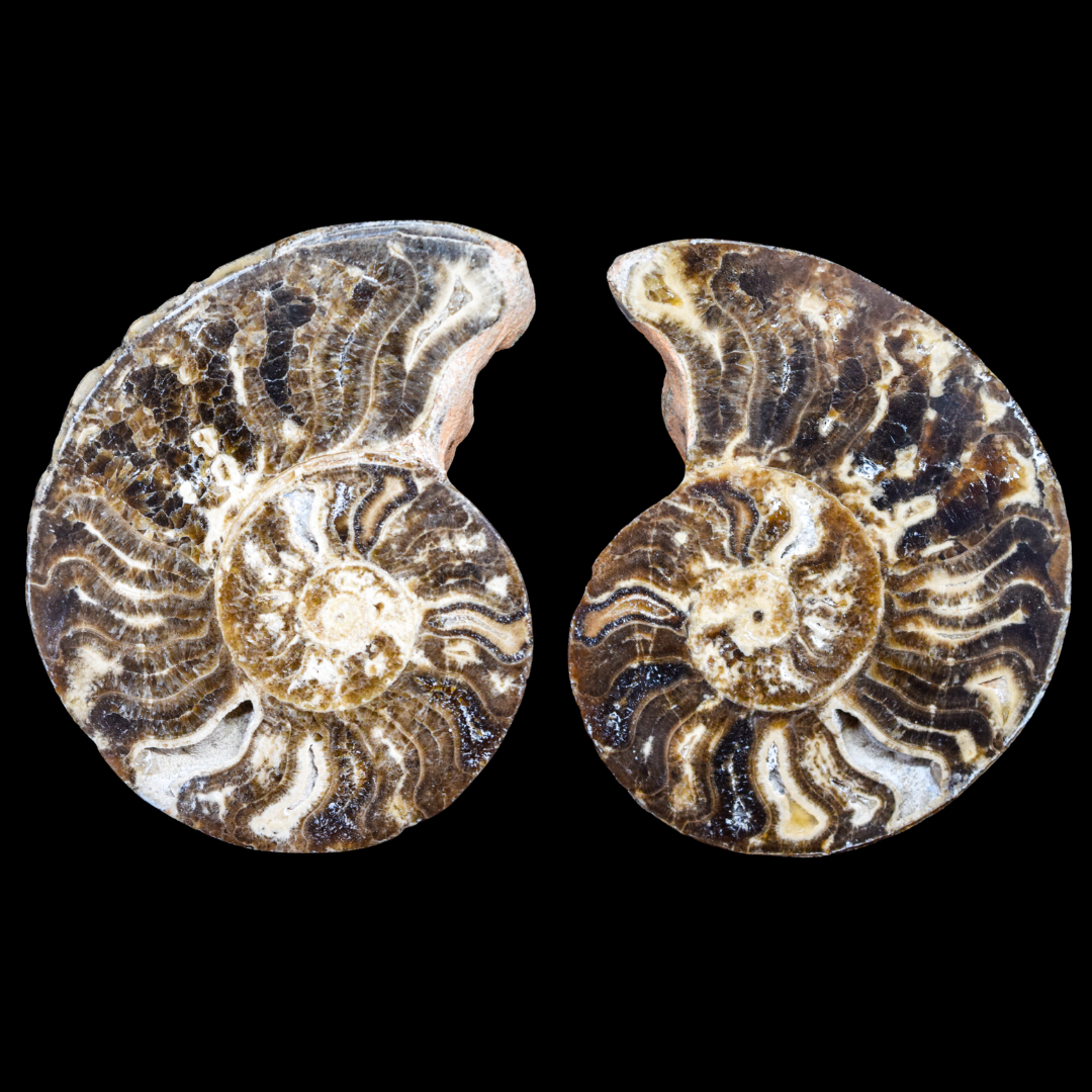 Ammonite Pulido 10