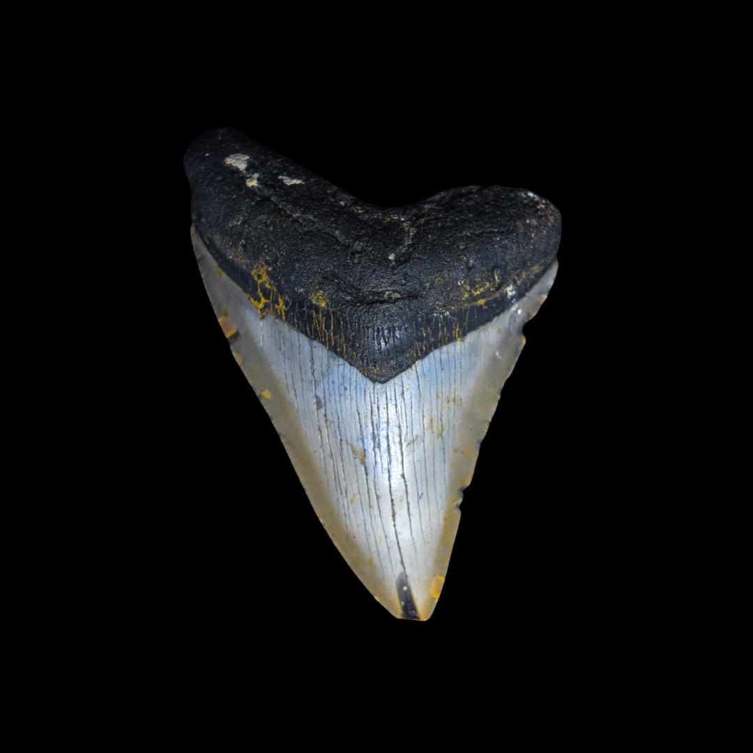 Diente de Megalodon