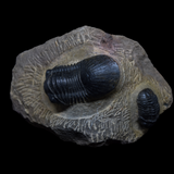Paralejurus y Phacops