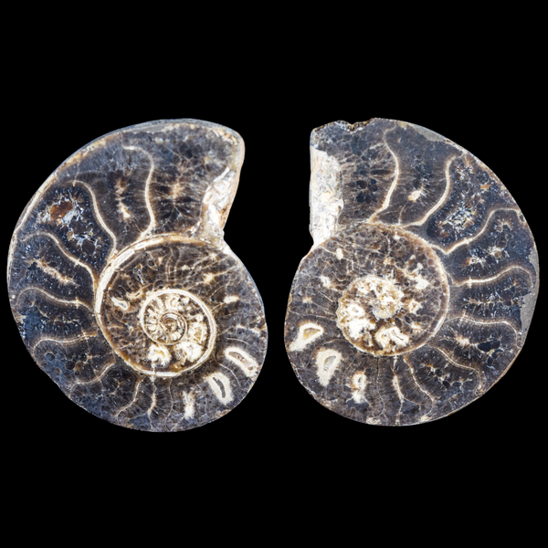 Ammonite Pulido 12