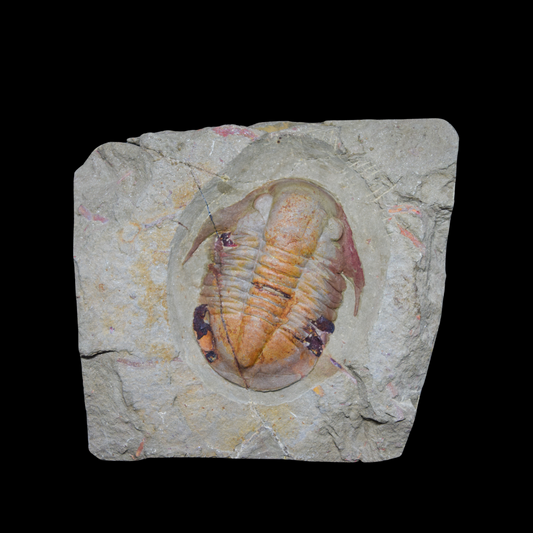 Trilobite Asaphellus