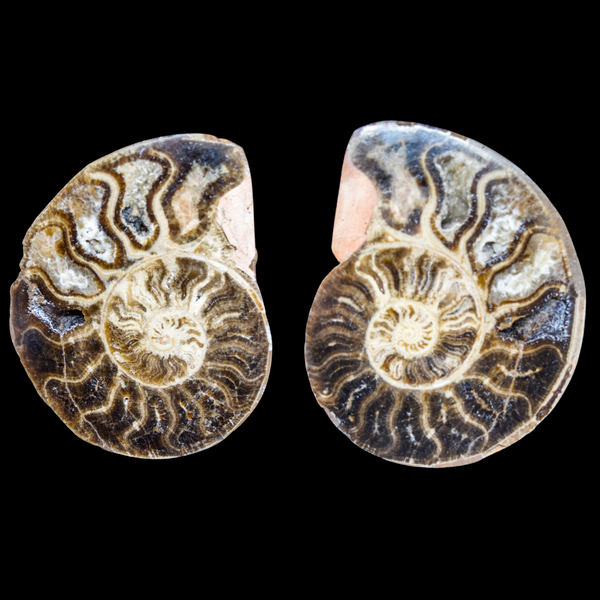 Ammonite Pulido 23