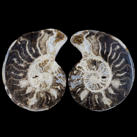 Ammonite Pulido
