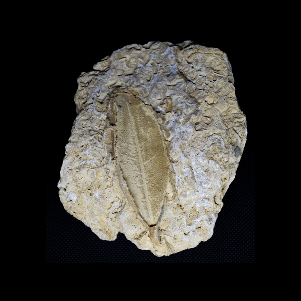 Hoja Fosilizada