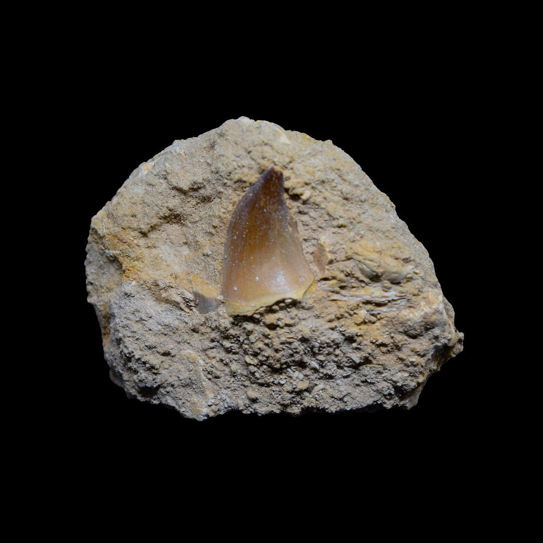 Diente de Mosasaurio en matriz