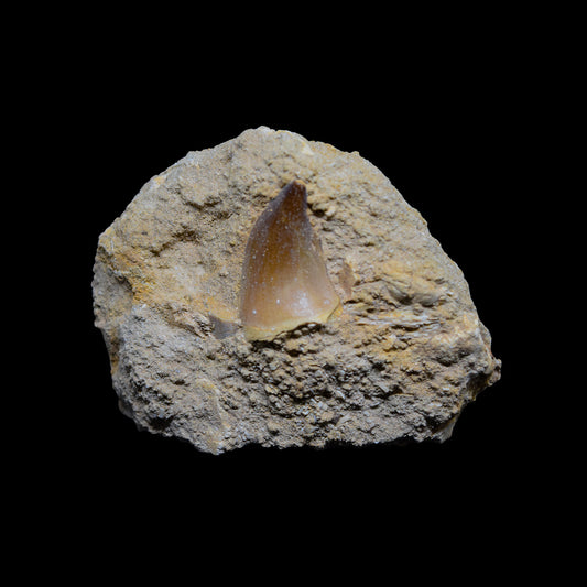 Diente de Mosasaurio en matriz