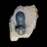 Trilobite Paralejurus