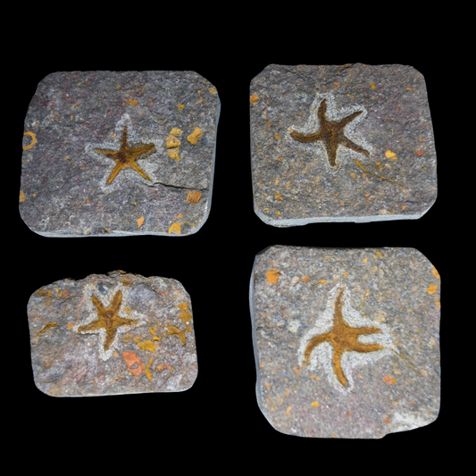 Estrella de Mar fosilizada