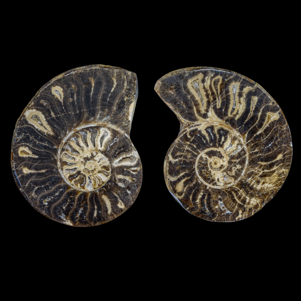 Ammonite Pulido 04