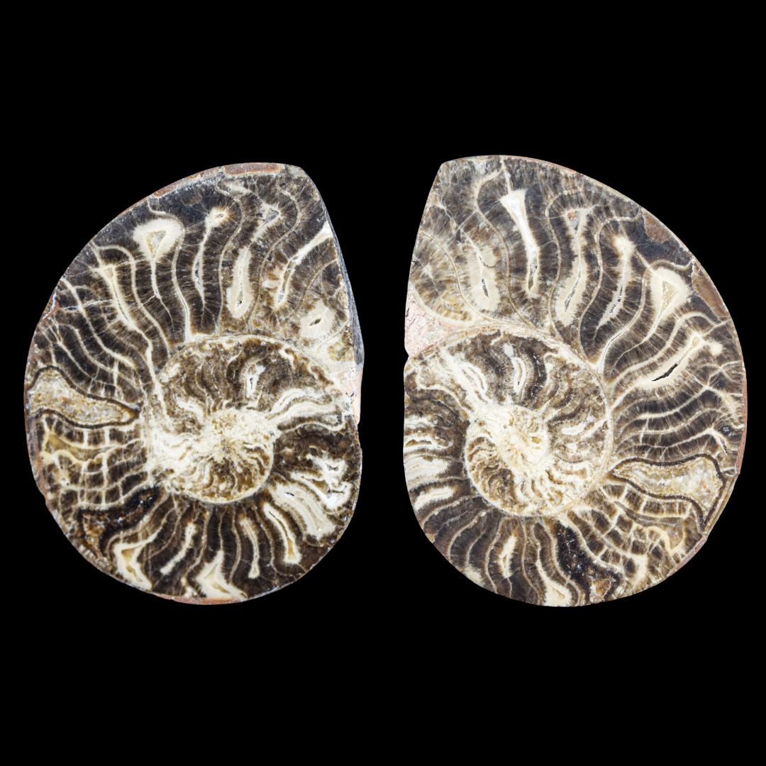 Ammonite Pulido 18