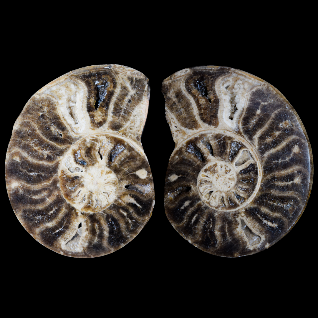 Ammonite Pulido