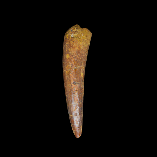Diente de Spinosaurus 44