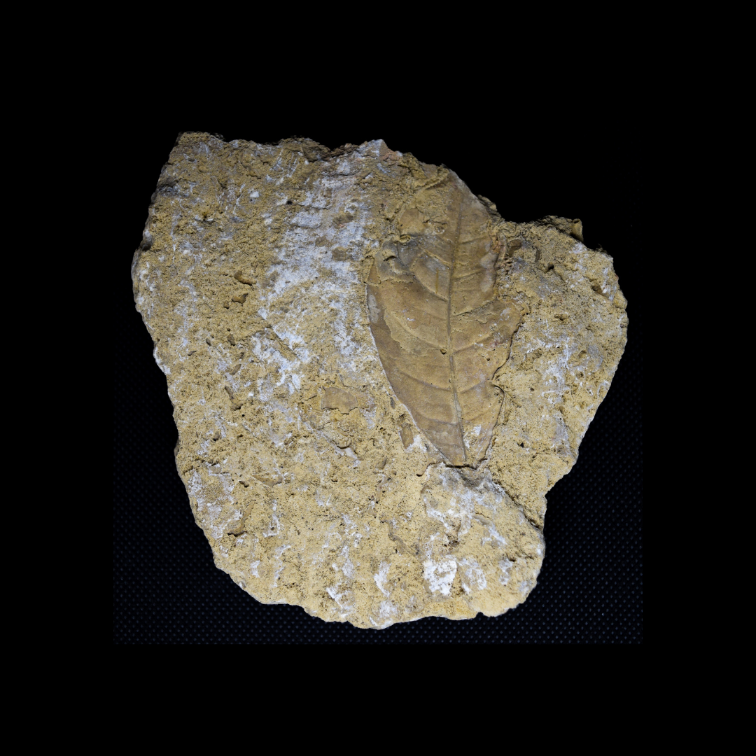 Hoja Fosilizada