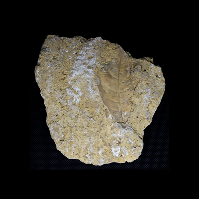 Hoja Fosilizada