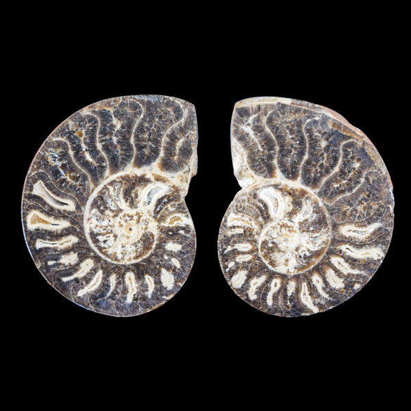 Ammonite Pulido 13