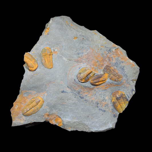 Trilobites Conocoryphe