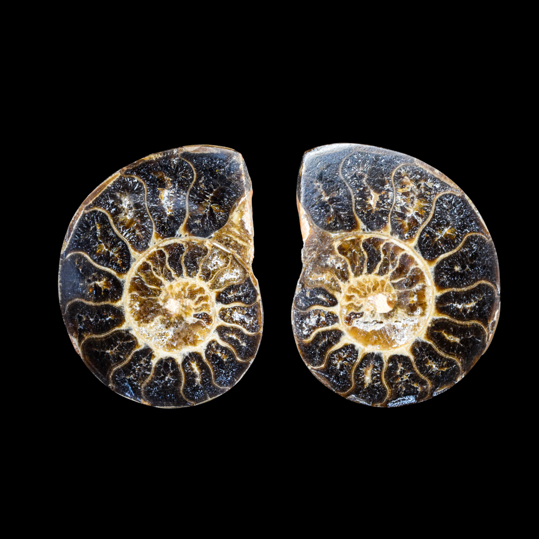 Ammonite Pulido 27