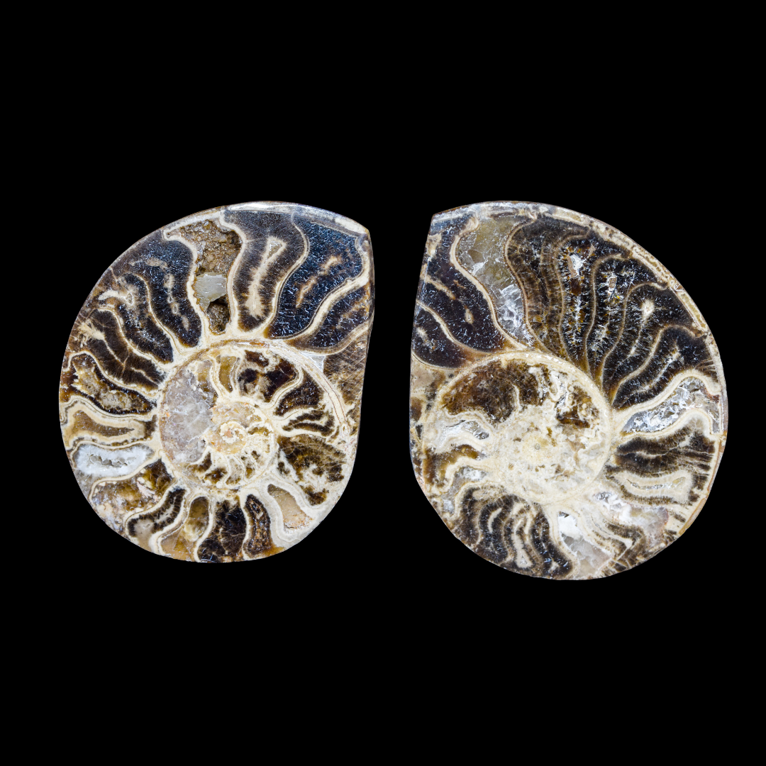 Ammonite Pulido 24