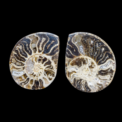 Ammonite Pulido 24