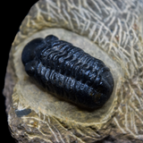 Paralejurus y Phacops