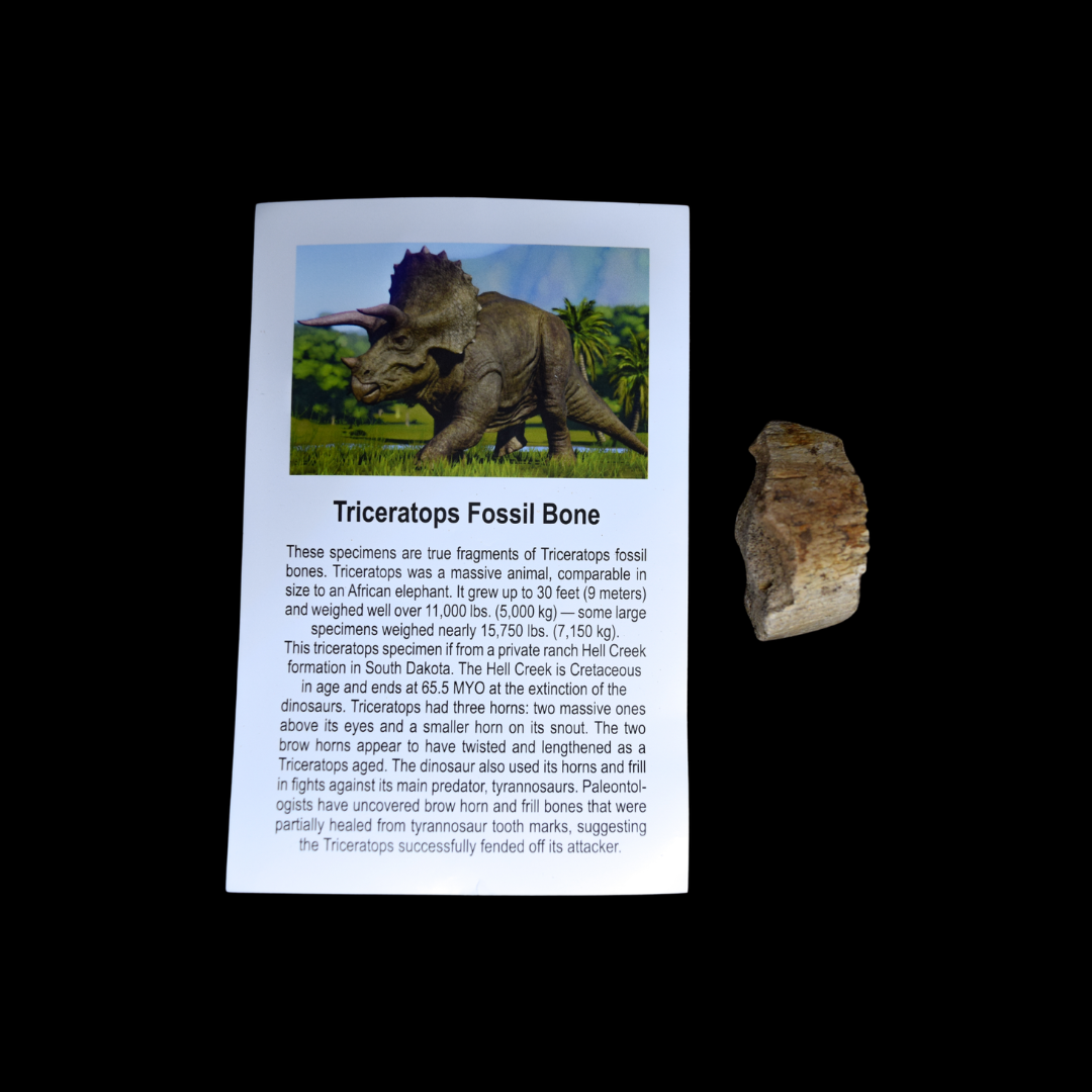 Fragmento de Hueso de Triceratops