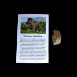 Fragmento de Hueso de Triceratops