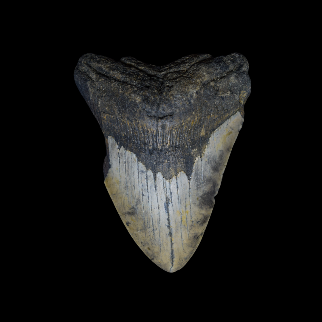 Diente de Megalodon