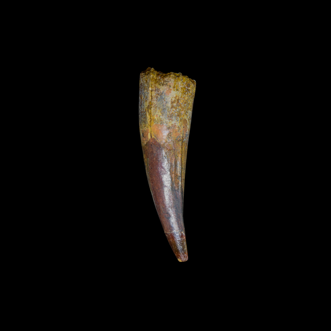 Diente de Spinosaurus 21