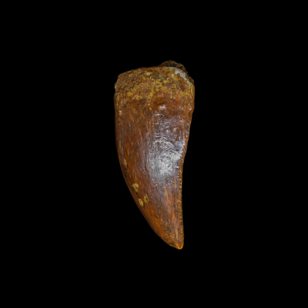 Diente de Charcharodontosaurus