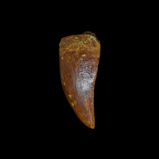 Diente de Charcharodontosaurus