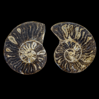 Ammonite Pulido 04