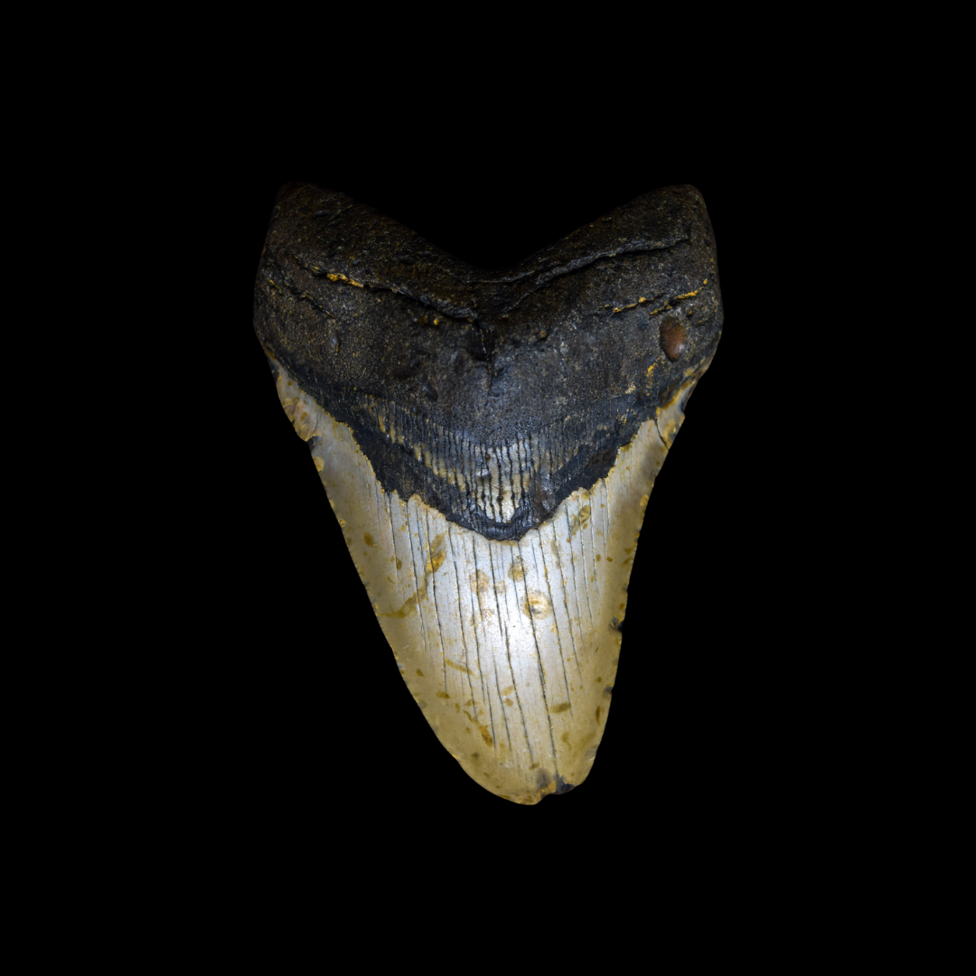Diente de Megalodon