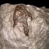 Huellas de Dinosaurio (Icnofósil)