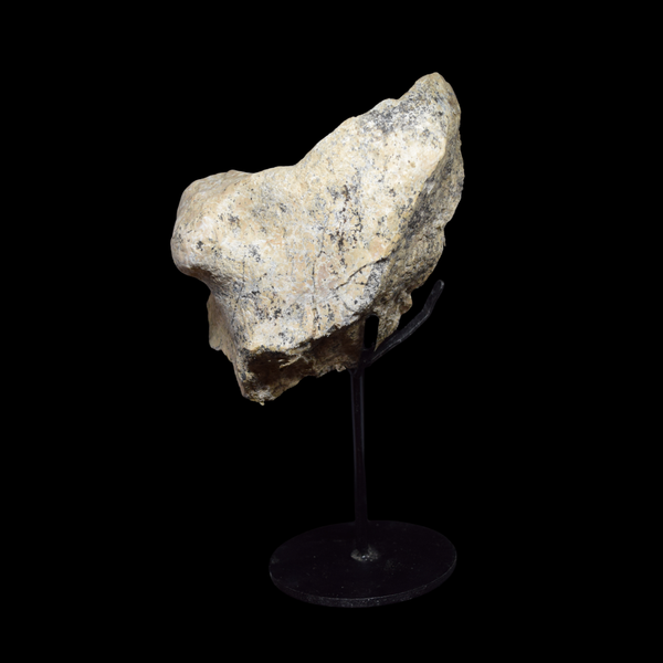 Fragmento de hueso Megacerops