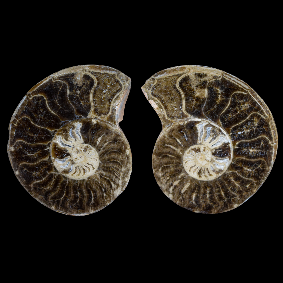 Ammonite Pulido 05