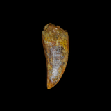 Diente de Carcharodontosaurus