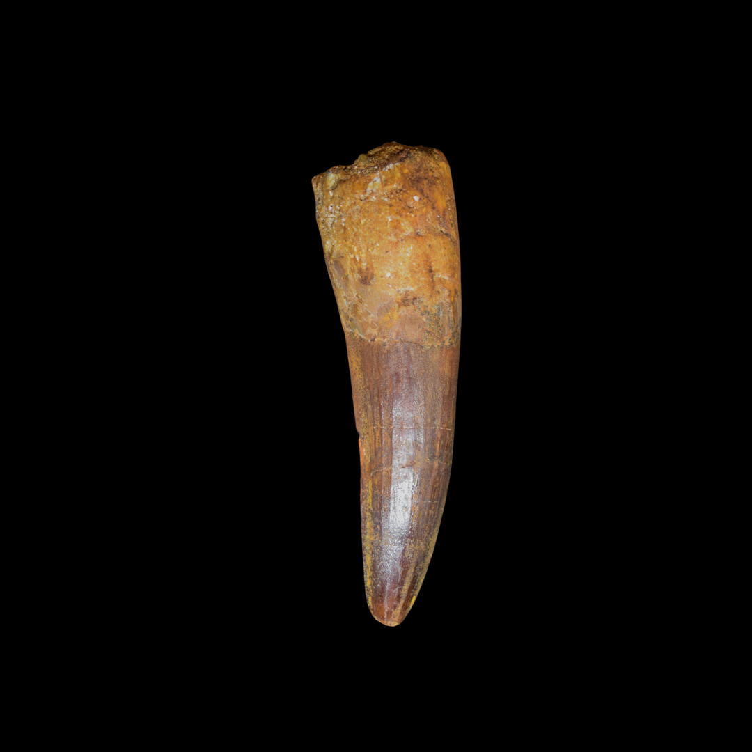 Diente de Spinosaurus 45