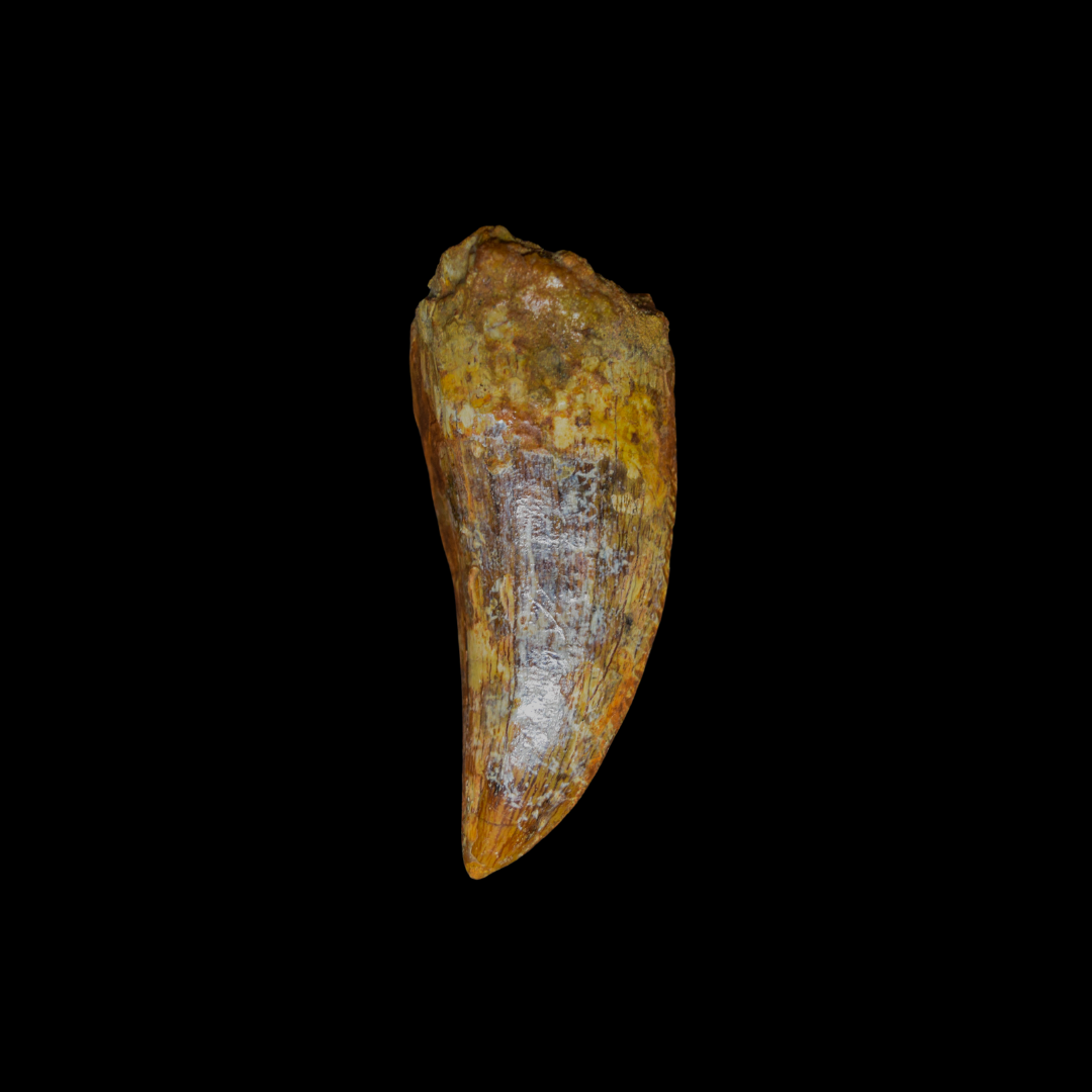 Diente de Charcharodontosaurus