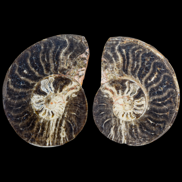 Ammonite Pulido 19