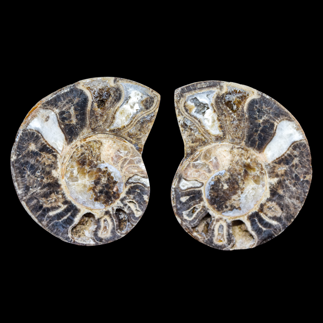 Ammonite Pulido 14
