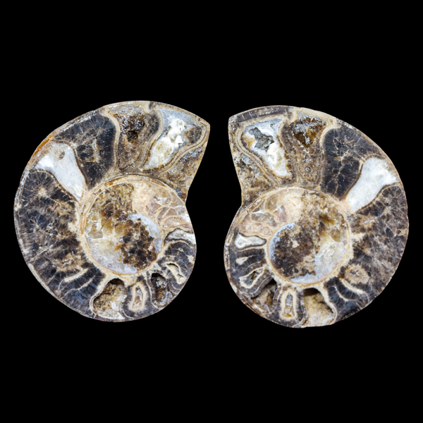 Ammonite Pulido 14