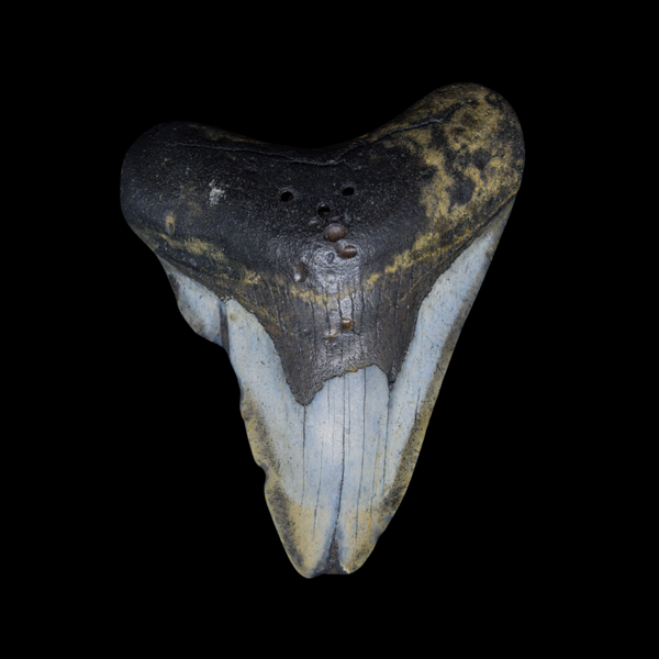 Diente de Megalodon